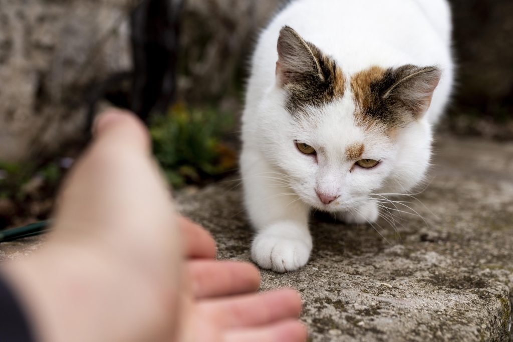chats errants